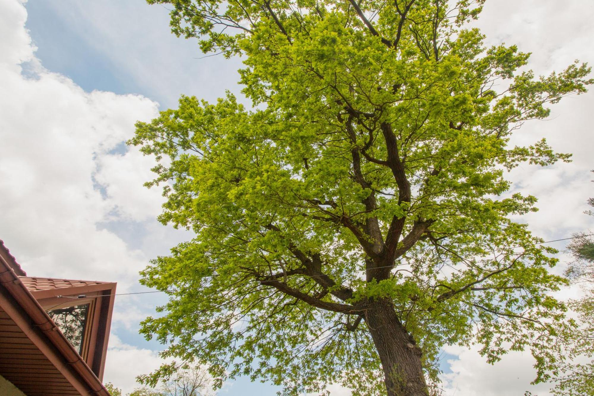 Noclegi Pod Debem U Jakuba Niepołomice Dış mekan fotoğraf